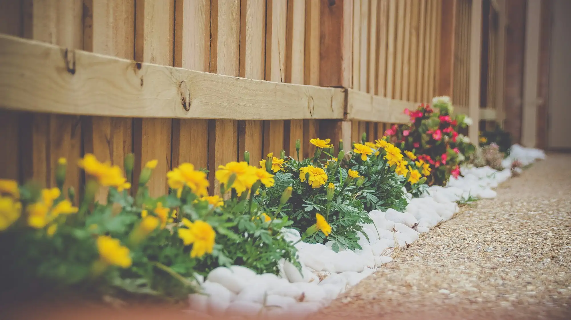 Finished garden bed with stone edging and a gravel path beside a timber fence, the kind of backyard job landscapers fund before the client pays